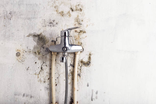 Lyons, NJ Mold Removal Company