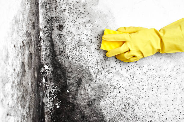 Best Office Mold Removal Services  in Lyons, NJ