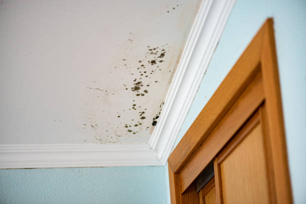 Best Same-Day Mold Removal  in Lyons, NJ