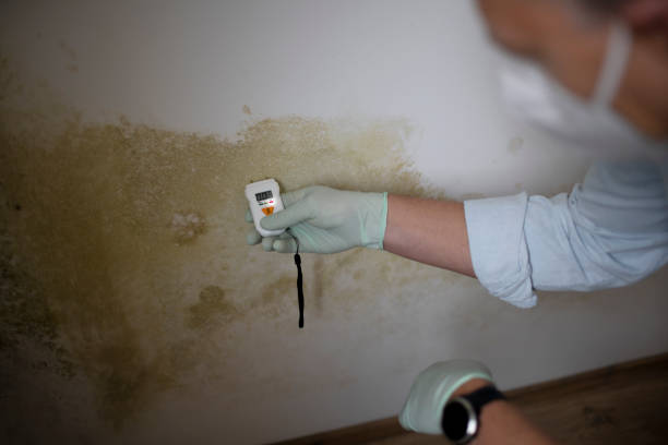 Best Same-Day Mold Removal  in Lyons, NJ