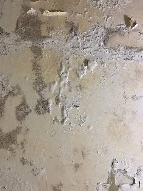 Best Crawl Space Mold Removal  in Lyons, NJ
