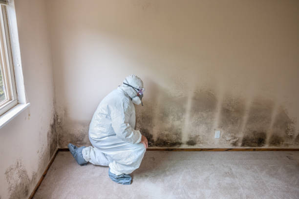 Best Fast Mold Removal  in Lyons, NJ