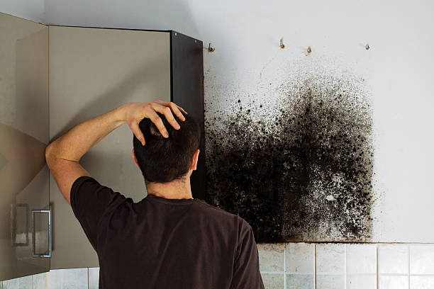 Best Mold Removal Near Me  in Lyons, NJ